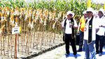 Melihat Panen Jagung Bioteknologi di Jember