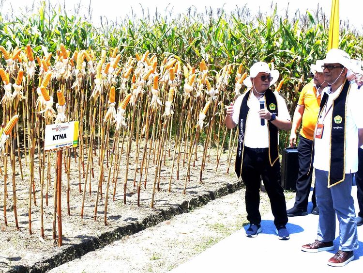 Melihat Panen Jagung Bioteknologi di Jember