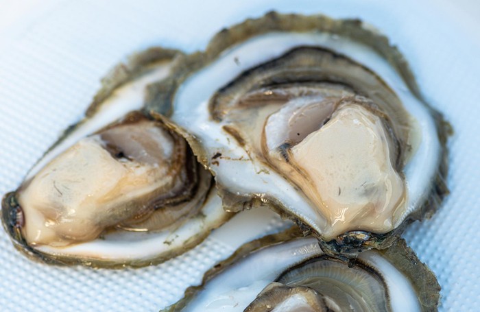 Oyster