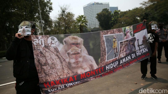 Pakai Topeng Monyet, Massa Geruduk Kedubes AS Dengan memakai topeng monyet, massa menggeruduk Kedubes AS di Jakarta. Mereka menuntut Amerika Serikat berhenti membeli monyet ekor panjang dari Indonesia.