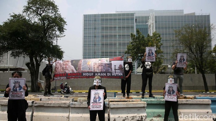 Pakai Topeng Monyet, Massa Geruduk Kedubes AS Dengan memakai topeng monyet, massa menggeruduk Kedubes AS di Jakarta. Mereka menuntut Amerika Serikat berhenti membeli monyet ekor panjang dari Indonesia.