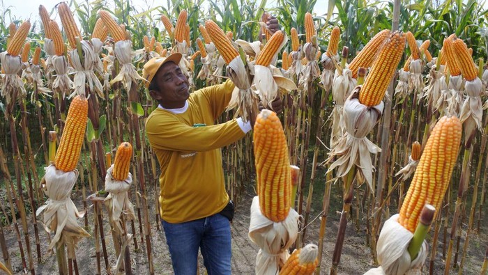 Panen Jagung Bioteknologi Pertama di RI, Begini Penampakannya Seorang petani memanen jagung hibrida bioteknologi NK Pendekar Sakti di lahan Agrotechnopark, Universitas Jember, Jawa Timur, Rabu (13/9/2023). Universitas Jember dan Syngenta mengembangkan jagung bioteknologi pertama di Indonesia dengan keunggulan di antaranya toleran terhadap herbisida glifosat, tahan ulat penggerek batang, mudah dibudidayakan dan memberikan hasil hingga 11,8 ton/ha yaitu lebih tinggi dibandingkan nonhibrida yang rata-rata produksinya 4-5 ton/ha. ANTARA FOTO/Seno/nym.