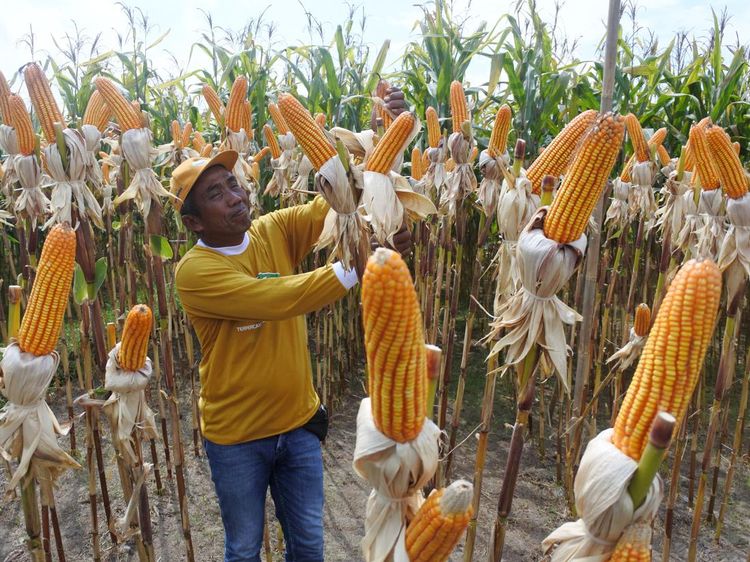 Panen Jagung Bioteknologi Pertama di RI, Begini Penampakannya