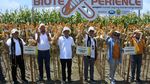 Panen Jagung Bioteknologi Pertama di RI, Begini Penampakannya