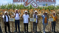 Keunggulan jagung ini di antaranya toleran terhadap herbisida glifosat, tahan ulat penggerek batang, mudah dibudidayakan dan memberikan hasil hingga 11,8 ton/ha yaitu lebih tinggi dibandingkan nonhibrida yang rata-rata produksinya 4-5 ton/ha.