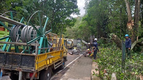 Pergantian tiang listrik yang tumbang karena tertimpa dahan mahoni yang patah serta menerpa papan reklame di Hutan Kota, perbatasan Kecamatan Tabanan dan Kerambitan, Tabanan, Bali, Rabu siang (13/9/2023).