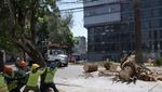 Nah Loh, Ratusan Pohon Palem di Meksiko Tumbang Gegara Kumbang