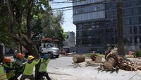 Hama ini berasal dari Asia tropis namun telah menyebar ke seluruh dunia, menyebabkan kerusakan permanen pada pohon palem di berbagai negara. 