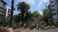 Tanaman yang memberi keteduhan di Mexico City menderita penyakit kuning yang mematikan, yang menurut para ahli disebabkan oleh kumbang palem merah.  