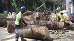 Nah Loh, Ratusan Pohon Palem di Meksiko Tumbang Gegara Kumbang