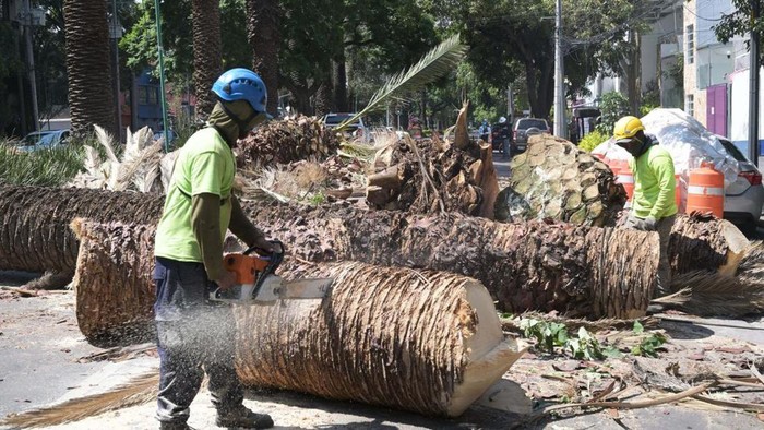 Ratusan Pohon Palem di Meksiko Tumbang Gegara Kumbang Ratusan pohon palem di Meksiko tumbang akibat serangan kumbang. Tanaman yang memberi keteduhan di Mexico City itu menderita penyakit kuning yang mematikan.