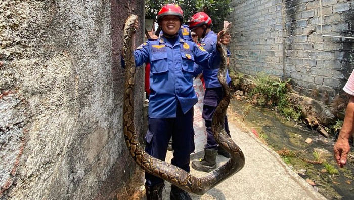 Seekor ular sanca sepanjang 2,5 meter masuk saluran air warga di Cibinong, Kabupaten Bogor, Jawa Barat (Jabar). Damkar mengevakuasi ular tersebut. (dok Istimewa)
