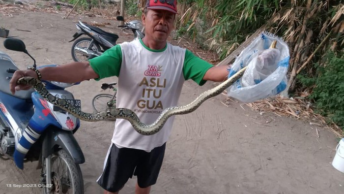 Ular piton yang jatuh di kamar rumah warga Klaten.