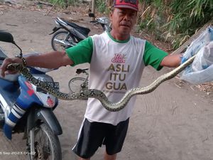 Seram! Gadis Klaten Kejatuhan Ular Piton 2 Meter saat Tidur Lelap