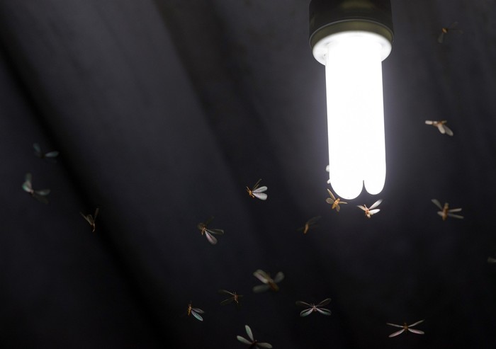 Flying termite bugs