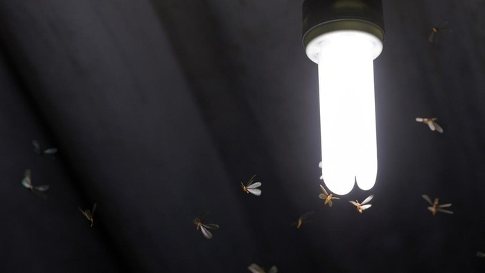 Flying termite bugs