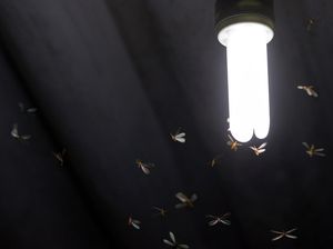 Bukan Cuma Matikan Lampu, Begini Cara Usir Laron di Rumah