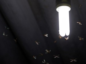 Bukan Cuma Matikan Lampu, Begini Cara Usir Laron di Rumah