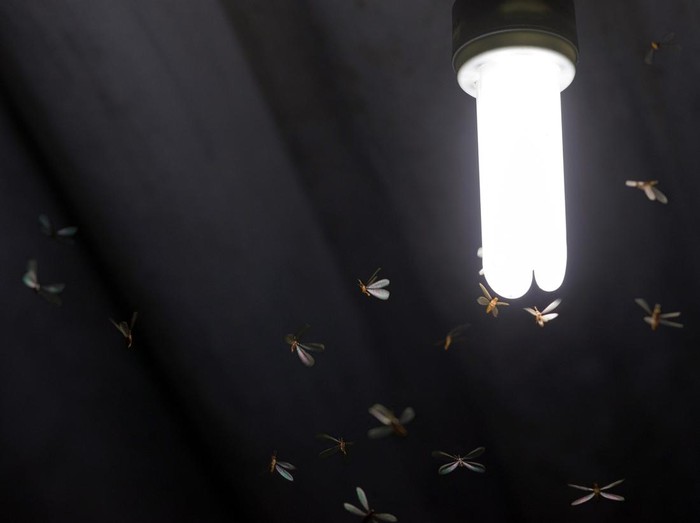 Flying termite bugs