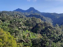 3 Bocah SMP Jateng Mabuk Kecubung Bikin Heboh: Linglung dan Masuk Hutan