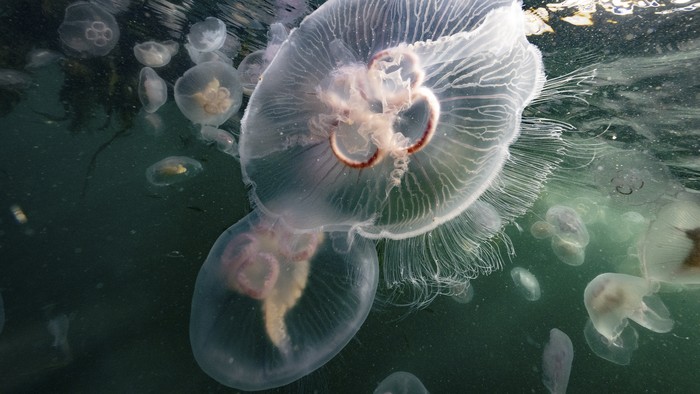 This picture taken on September 11, 2023 shows Moon Jellyfish (with rings) and Sting Jellyfish (yellow-orange inside) among a smack of a several thousand swimming off Seglvik, in northern Norway. (Photo by Olivier MORIN / AFP)