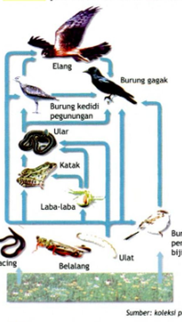 Jaring-jaring makanan