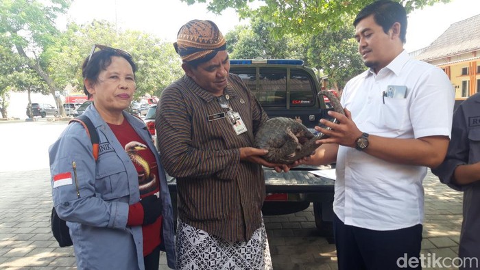 Kepala BPBD Boyolali menyerahkan trenggiling ke BKSDA Jawa Tengah.