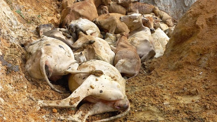 Lembu mati mendadak di Asahan