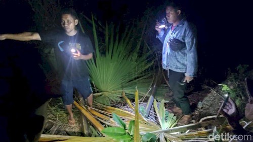 Lokasi pria tewas terjatuh dari pohon gewang di Rote Ndao.
