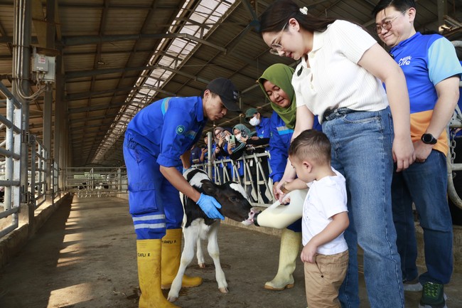 Cipung pun terlihat antusias dan penasaran ketika berada di dalam pabrik dan fasilitas peternakan sapi. Dalam foto ini, Cipung terlihat berani memberikan susu kepada sapi. Gigi pun ikut mengawasi sang anak. Foto: Dok. Istimewa