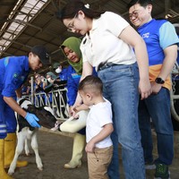 Cipung pun terlihat antusias dan penasaran ketika berada di dalam pabrik dan fasilitas peternakan sapi. Dalam foto ini, Cipung terlihat berani memberikan susu kepada sapi. Gigi pun ikut mengawasi sang anak. Foto: Dok. Istimewa