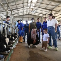 Cipung tampak berani melihat sapi dari jarak dekat. Gigi pun ikut senang melihat puteranya mendapatkan pembelajaran baru. Foto: Dok. YouTube RANS