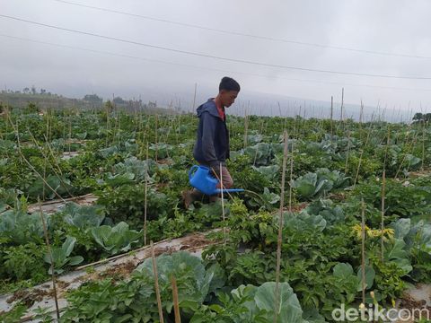 Petani di lereng Merbabu wilayah Kecamatan Sawangan, Kabupaten Magelang, Kamis (14/9/2023).