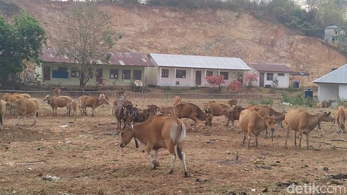 Sapi milik warga di kawasan Kecamatan Komodo dan Labuan Bajo terdampak kekeringan.