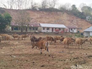 DPRD Manggarai Barat Soroti Sapi Liar Kuasai Labuan Bajo