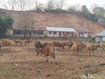 Sapi di Labuan Bajo Terdampak Krisis Air