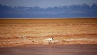 Didirikan pada tahun 2021, Taman Nasional Sanjiangyuan di China menjadi yang terbesar di Asia (123.100 kilometer persegi). Bagian dari Dataran Tinggi Tibet, di sanalah hulu Sungai Yangtze, Kuning, dan Lantsang (Foto: Getty Images/iStockphoto/Marc Foggin)