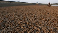 Waduk yang memiliki daerah irigasi seluas 2.823 hektare sawah tersebut tinggal menyisakan sedikit air. 