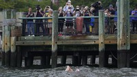 Sungai Hudson di New York sejak lama tercemar beragam polutan, mulai dari limbah bahan kimia industri hingga limbah pembuangan air kotor. Pembersihan serta pengetatan peraturan lingkungan dalam beberapa tahun terakhir, secara perlahan membantu merehabilitasi kualitas sungai ini.