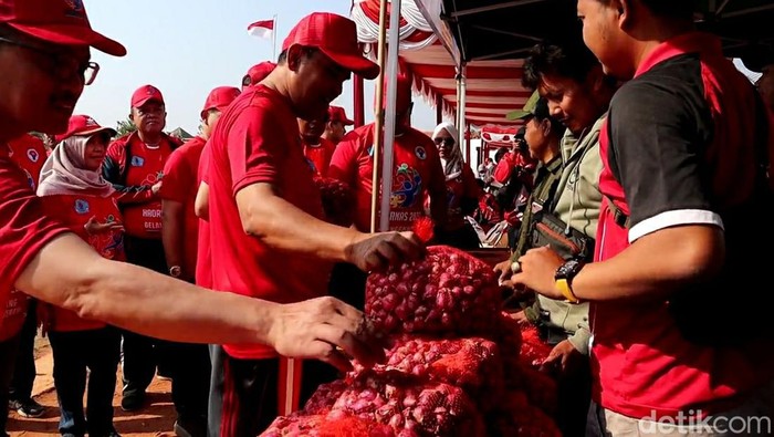 ASN di Brebes dikerahkan untuk borong bawang merah milik petani, Jumat (15/9/2023). ASN di Brebes dikerahkan untuk borong bawang merah milik petani, Jumat (15/9/2023).