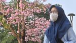 Bukan di Jepang, Bunga Tabebuya Hiasi Jalan Sudirman