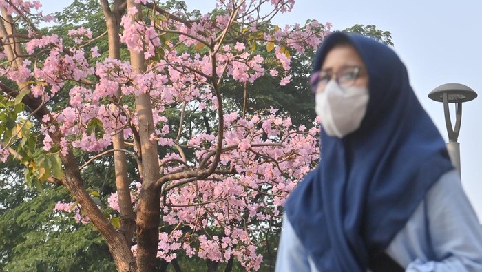 Warga berjalan di dekat bunga tabebuya yang bermekaran di Jalan Jenderal Sudirman, Jakarta, Kamis (14/9/2023). Bunga dari pohon Tabebuya yang berasal dari Brazil itu bermekaran dan menambah keindahan kota. ANTARA FOTO/Akbar Nugroho Gumay/aww.