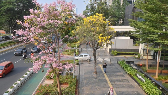 Warga berjalan di dekat bunga tabebuya yang bermekaran di Jalan Jenderal Sudirman, Jakarta, Kamis (14/9/2023). Bunga dari pohon Tabebuya yang berasal dari Brazil itu bermekaran dan menambah keindahan kota. ANTARA FOTO/Akbar Nugroho Gumay/aww.