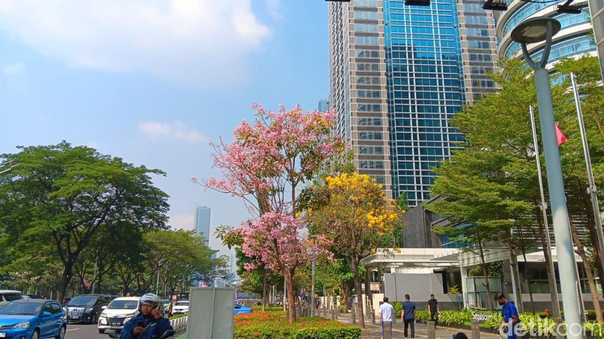 Bunga Tabebuya di Sudirman Mekar, Warga Berasa Lagi di Jepang