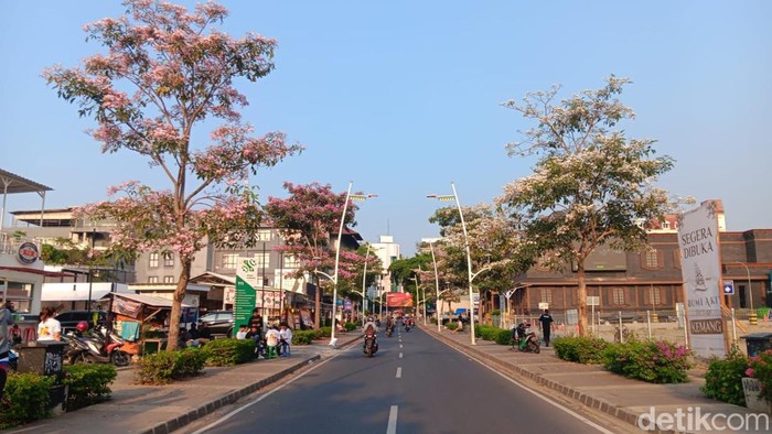 Bunga Tabebuya bermekaran juga di Jalan Kemang Jakarta (Damaris Fanuelle/detikcom)