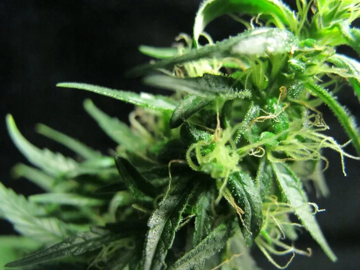 Ganja
