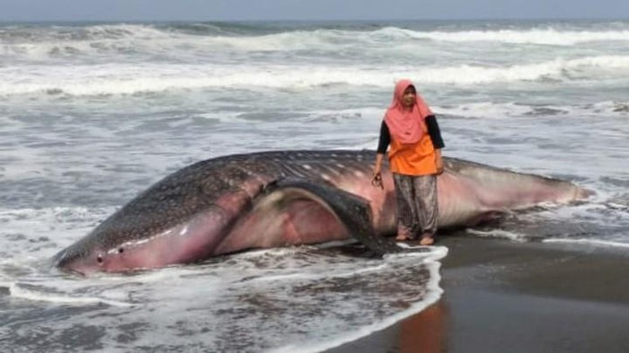 Hiu tutul terdampar di Pantai Ketawang, Desa Ketawang, Kecamatan Grabag, Purworejo, Jumat (15/9/2023).