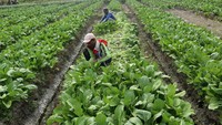 Sembari menunggu musim penghujan untuk memulai masa tanam padi yang baru, sebagian petani memanfaatkan lahan mereka untuk menanam sawi hijau yang dipanen dua hari sekali untuk dijual ke sejumlah pasar tradisional dengan harga Rp 1.500 per kilogram.  