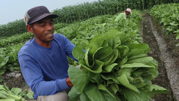 Hujan Tak Kunjung Turun, Petani Beralih Tanam Sawi Petani memanen sawi hijau yang ditanam secara konvensional di Desa Paculgowang, Kecamatan Diwek, Kabupaten Jombang, Jawa Timur, Jumat (15/9/2023). Sembari menunggu musim penghujan untuk memulai masa tanam padi yang baru, sebagian petani memanfaatkan lahan mereka untuk menanam sawi hijau yang dipanen dua hari sekali untuk dijual ke sejumlah pasar tradisional dengan harga Rp1.500 per kilogram. ANTARA FOTO/Syaiful Arif/hp.