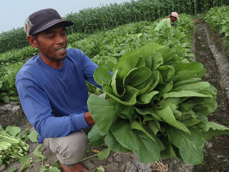 Hujan Tak Kunjung Turun, Petani Beralih Tanam Sawi